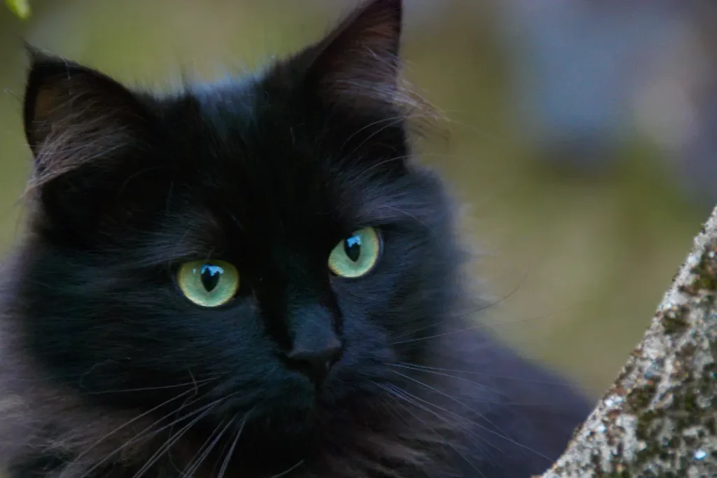 Black Furred Beauties